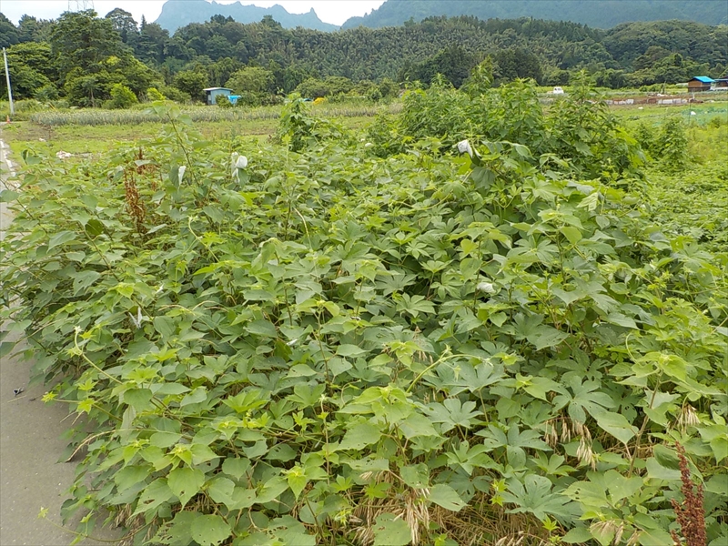 作業実施前